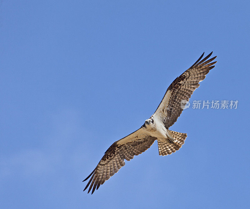 飞行中的鱼鹰(Pandion haliaetus)